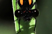 Orange Threadtail (Nososticta solida)